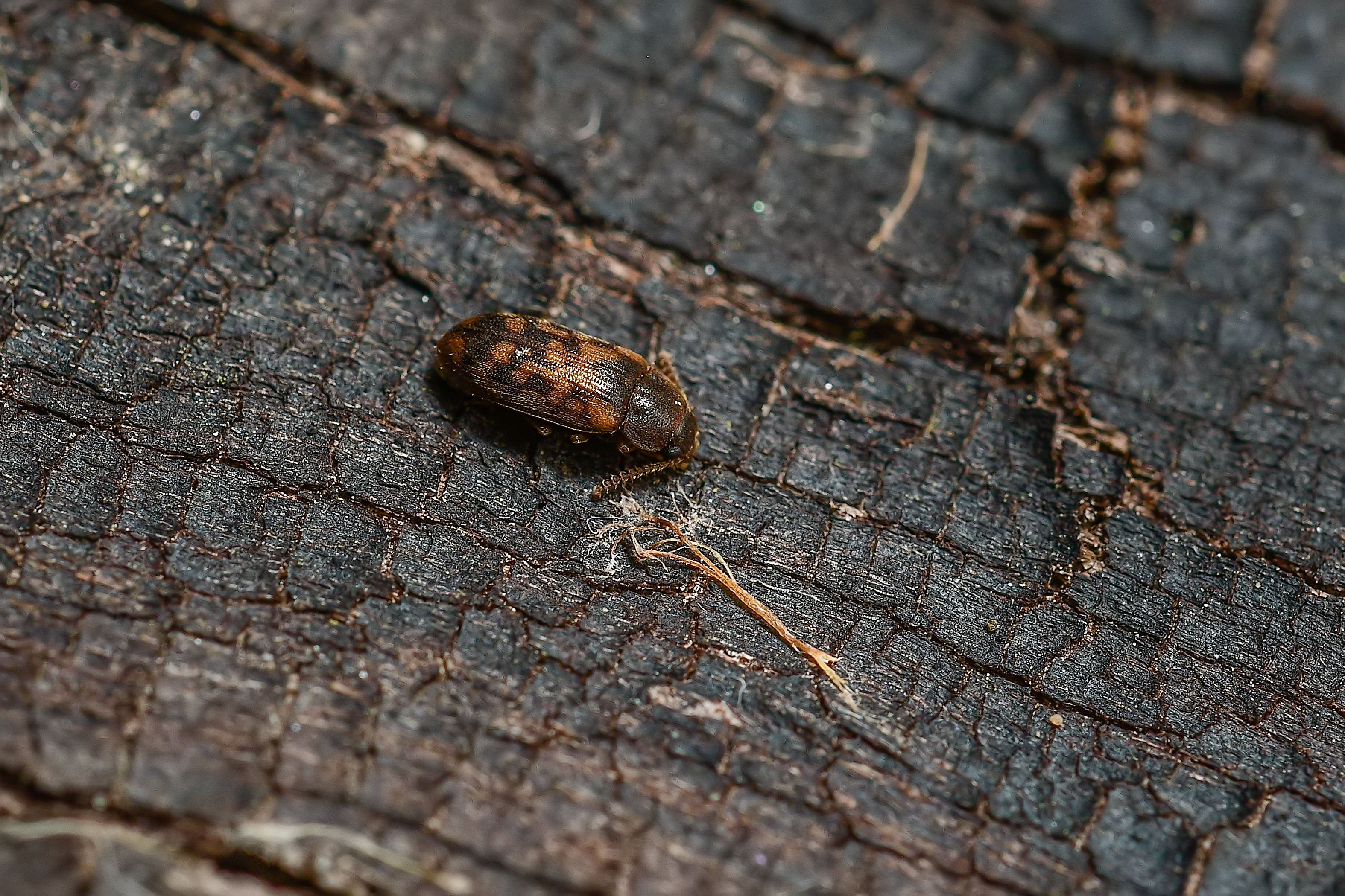 Mycetophagus multipunctatus Mycetophagus multipunctatus