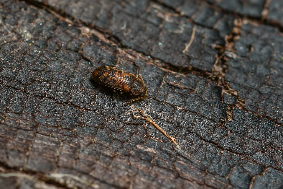 Mycetophagus multipunctatus
