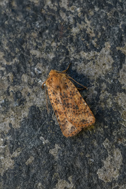 Conistra rubiginea - vörös őszibagoly