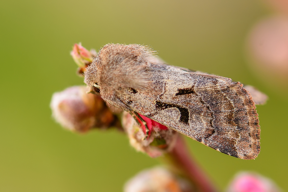 Orthosia gothica - feketefoltos barkabagoly