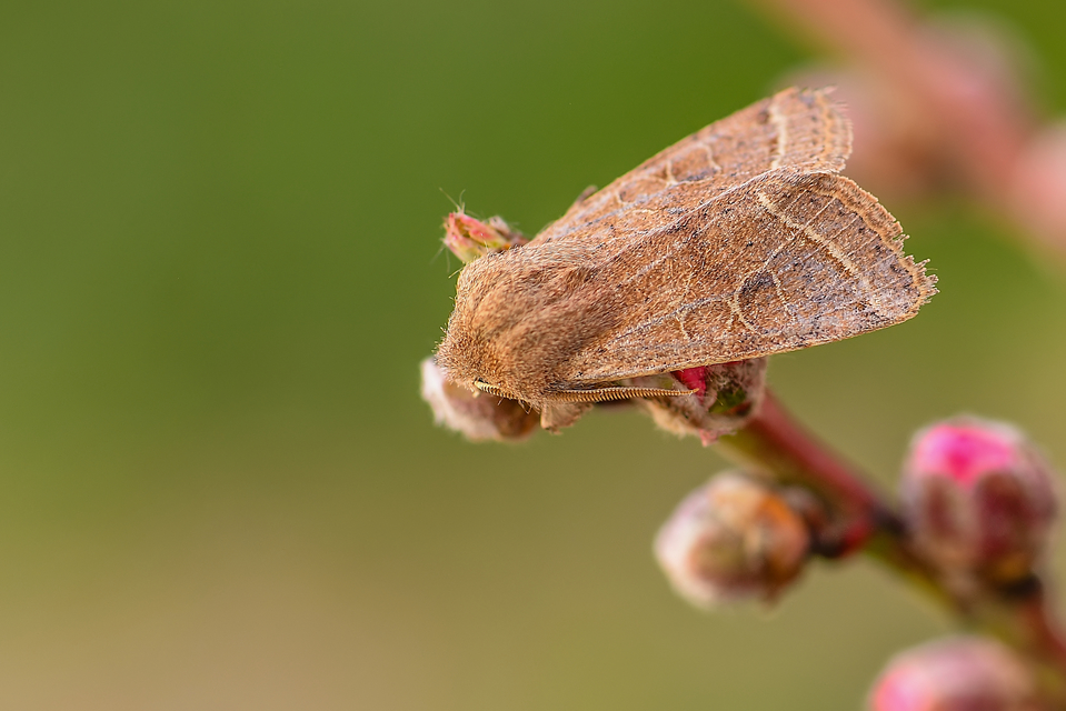 Orthosia cerasi - közepes barkabagoly
