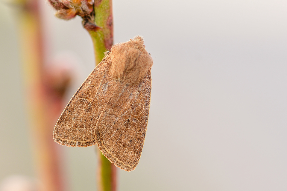 Orthosia cerasi - közepes barkabagoly