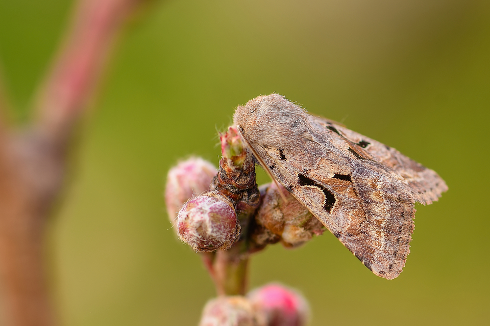 Orthosia gothica - feketefoltos barkabagoly