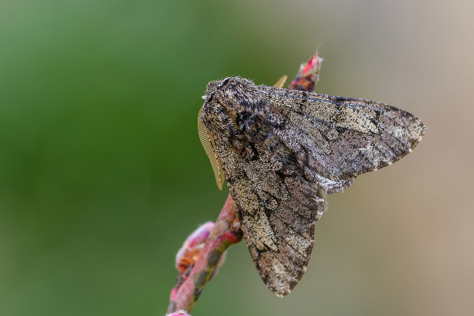 Biston strataria - barnapettyes araszoló