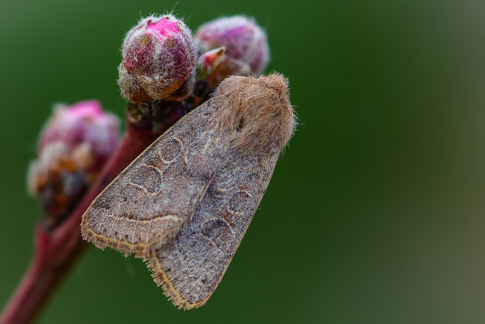 Orthosia cerasi - közepes barkabagoly