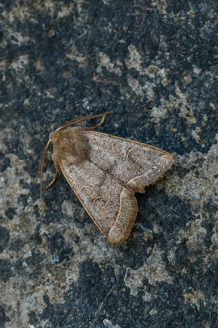 Orthosia cerasi - közepes barkabagoly