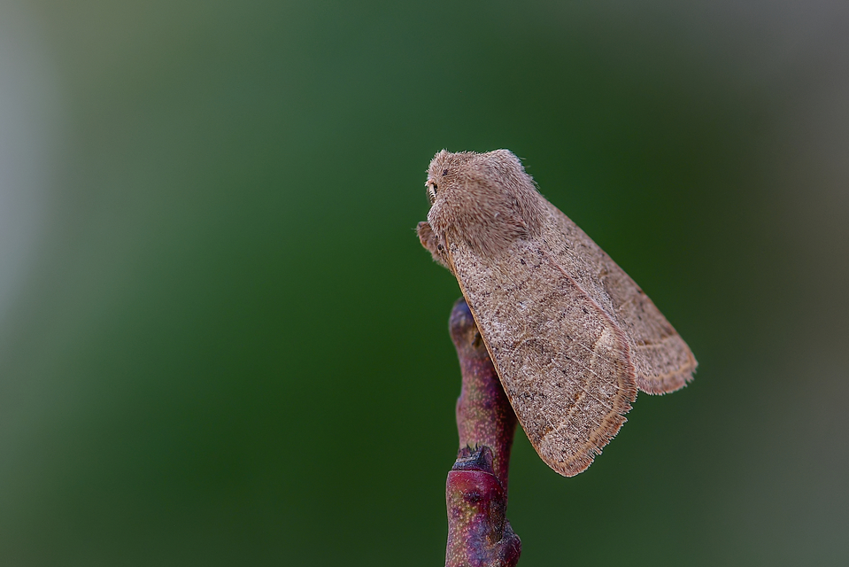 Orthosia cerasi - közepes barkabagoly