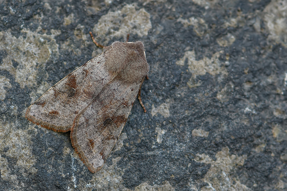 Orthosia incerta - változékony barkabagoly