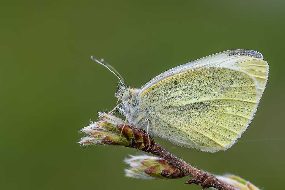 Pieris rapae - répalepke