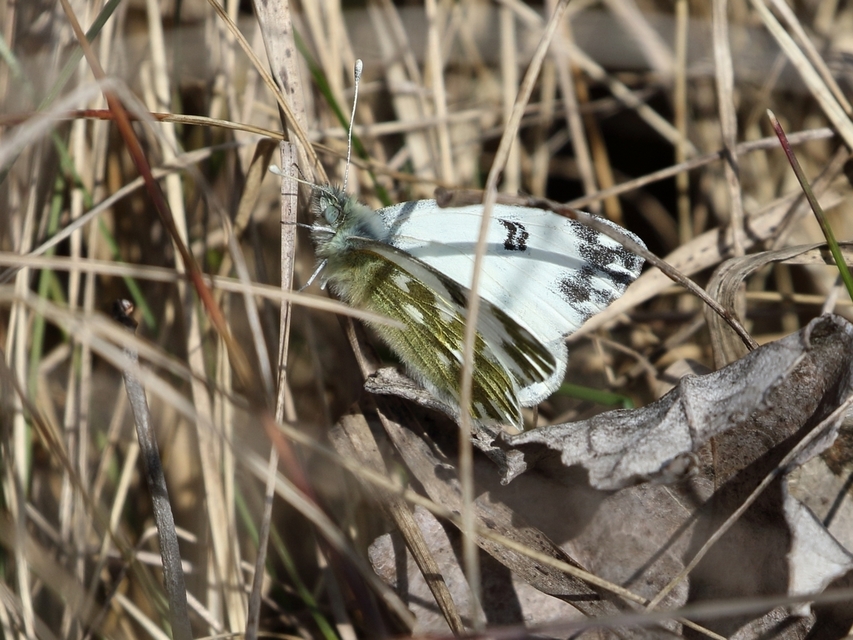 Pontia edusa - rezedalepke
