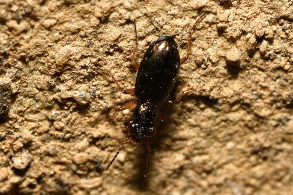 Asaphidion