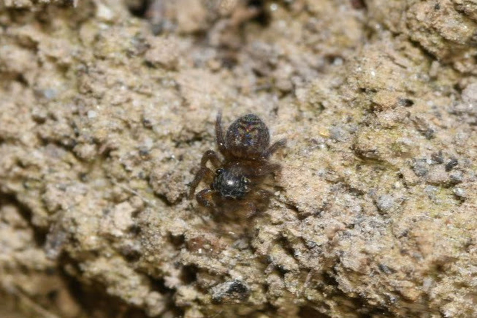 Euophrys frontalis - háromszöges ugrópók
