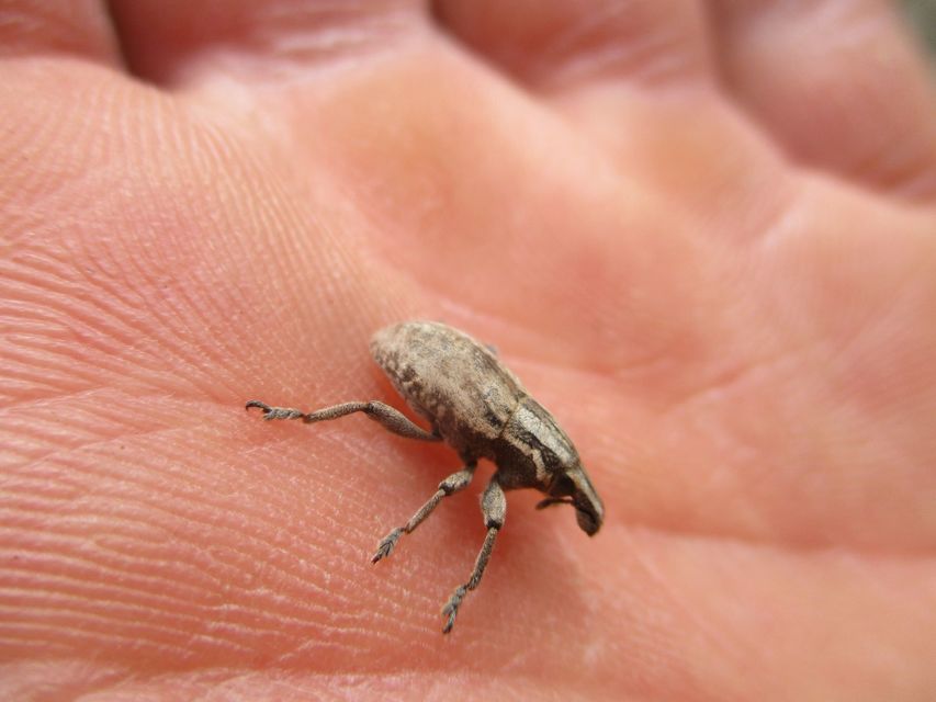 Pseudocleonus cinereus - hamvas barkó