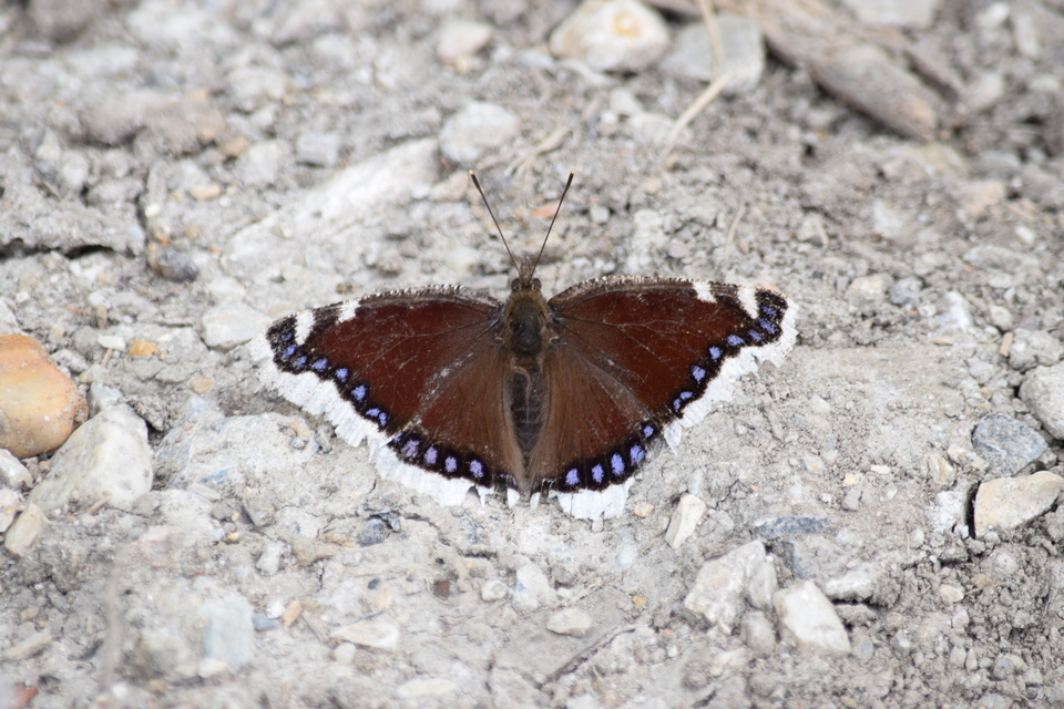 Nymphalis antiopa - gyászlepke
