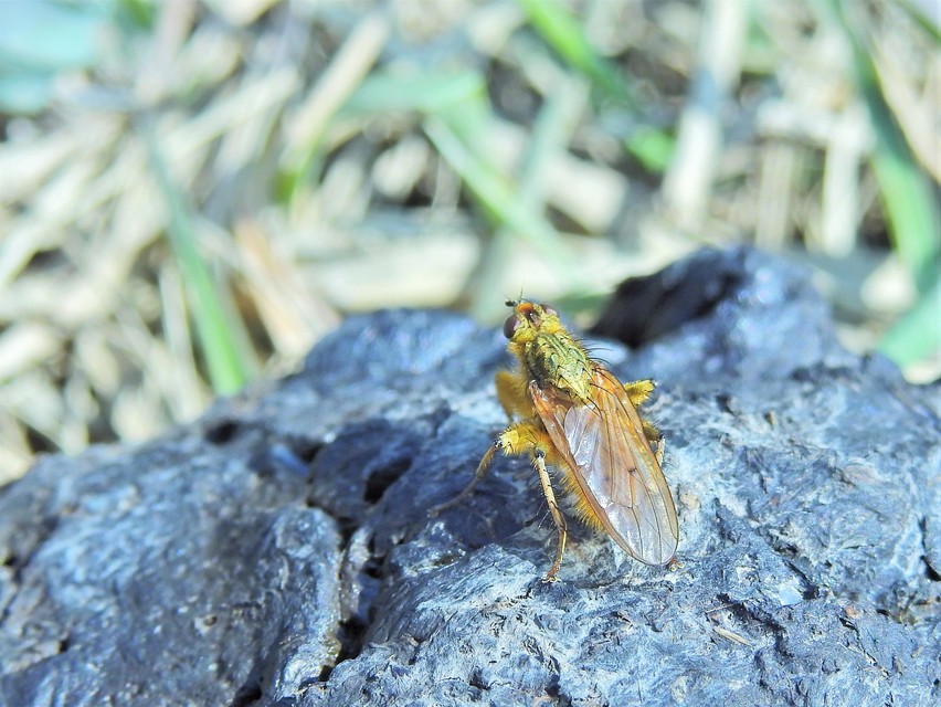Scathophaga stercoraria - közönséges trágyalégy