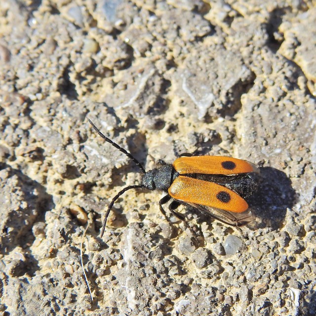 Apalus bimaculatus - kétfoltos élősdibogár