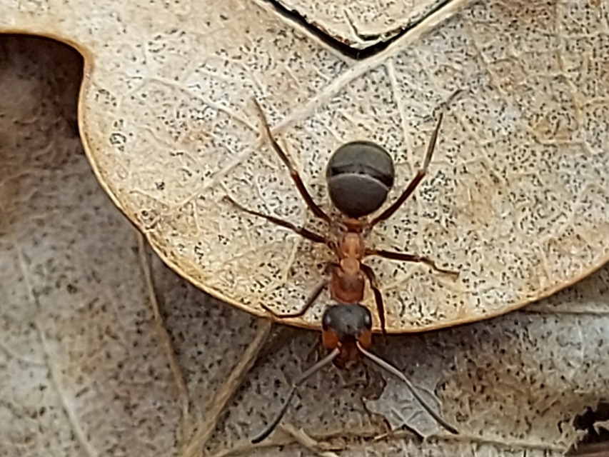 Formica polyctena - kis vöröshangya