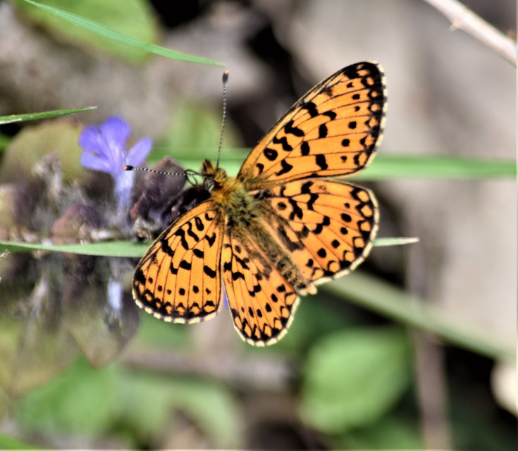 Boloria selene - fakó gyöngyházlepke