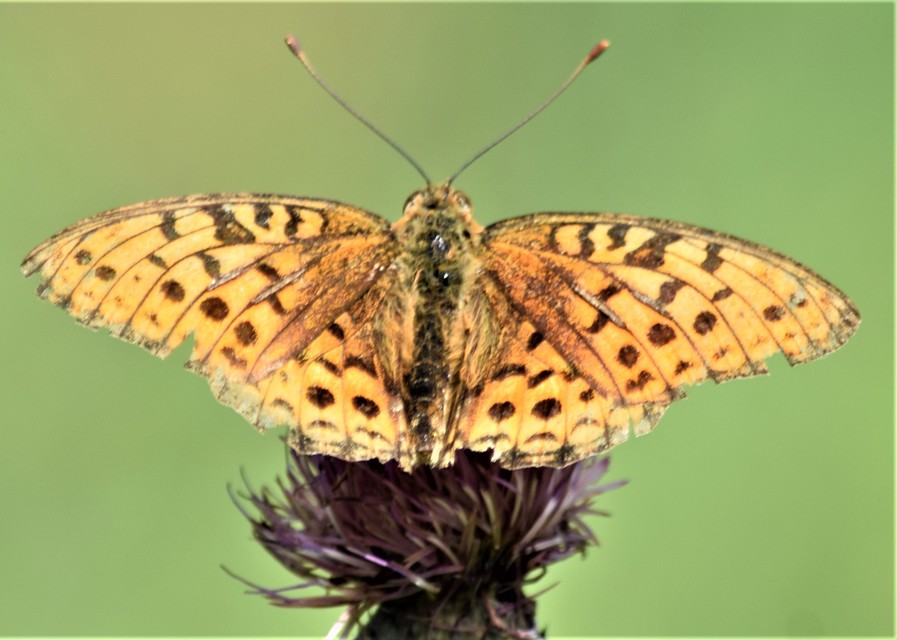 Argynnis adippe - ezüstös gyöngyházlepke