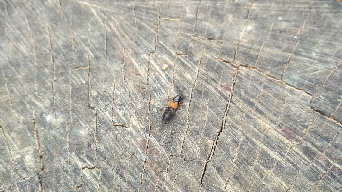 Philonthus spinipes - töviseslábú ganajholyva