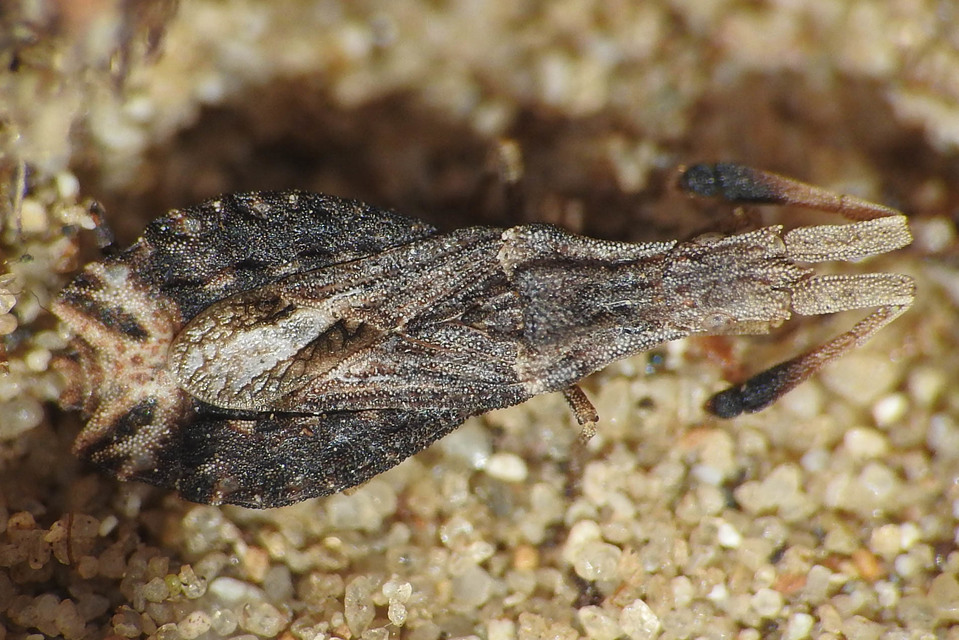 Spathocera