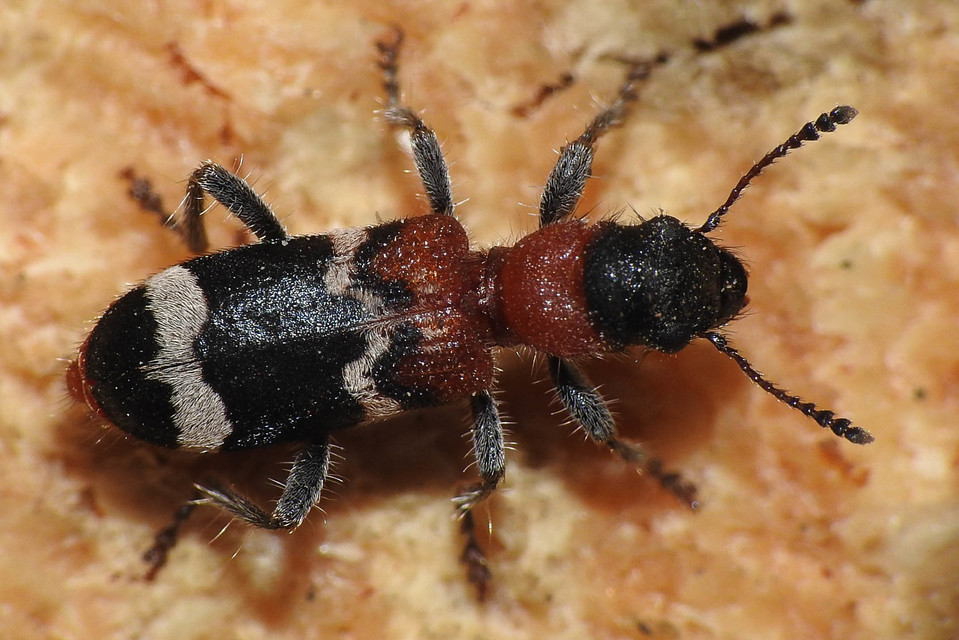 Thanasimus formicarius - vörösnyakú szúfarkas