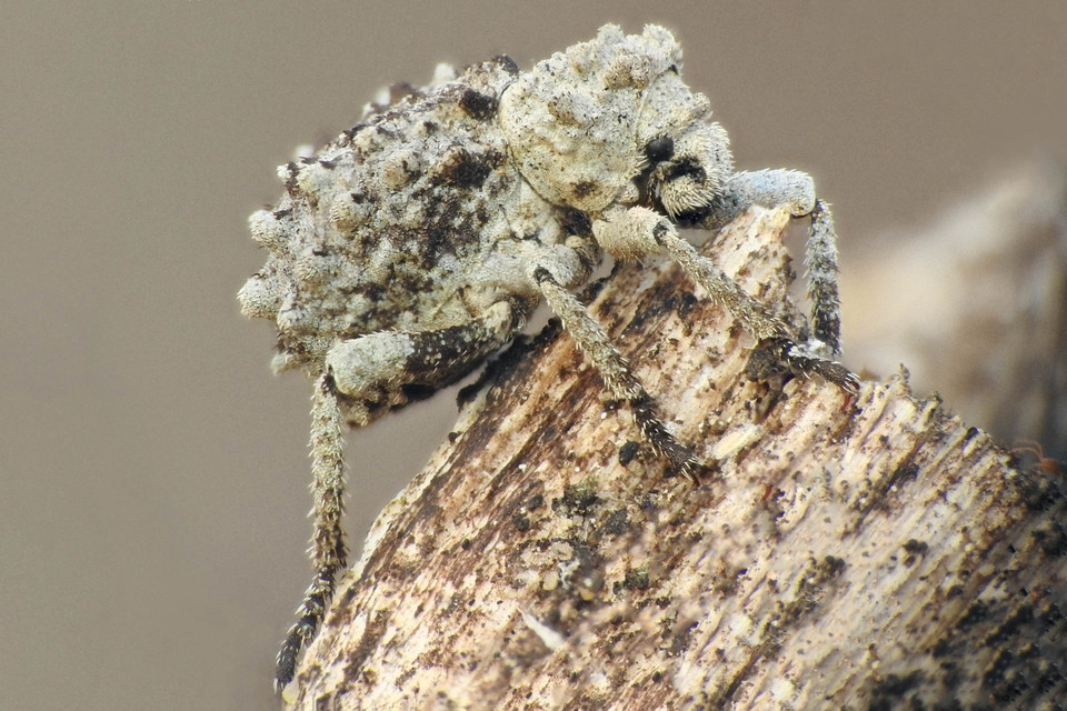 Herpes porcellus - bütyköshátú ormányos