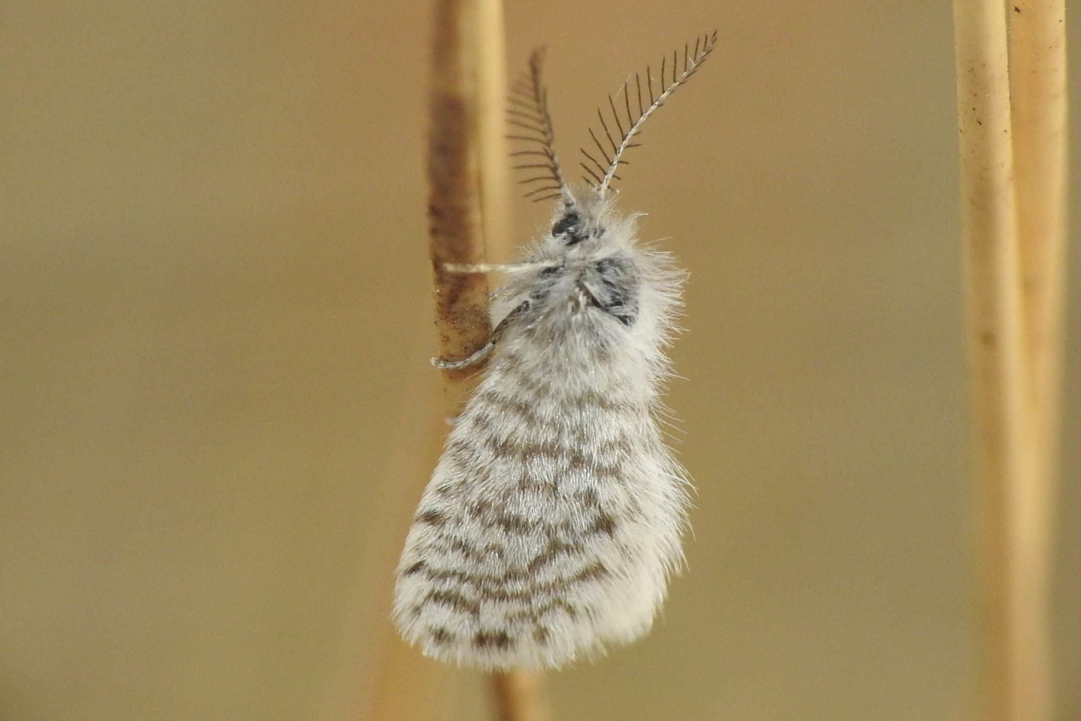 Whittleia undulella - rácsos zsákhordólepke