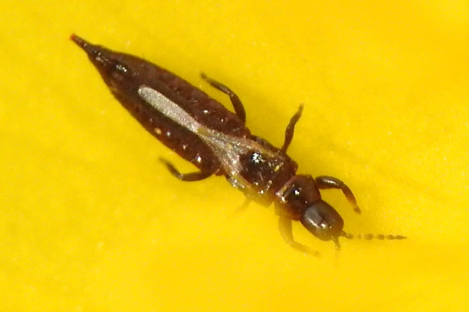 Thysanoptera - Tripszek