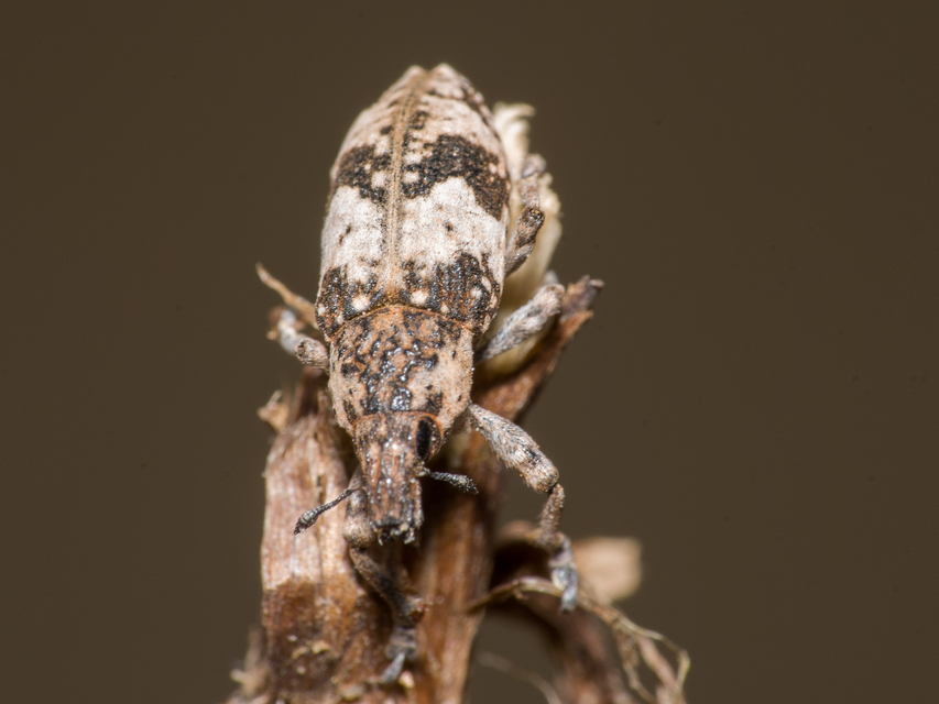 Bothynoderes affinis - sávos barkó