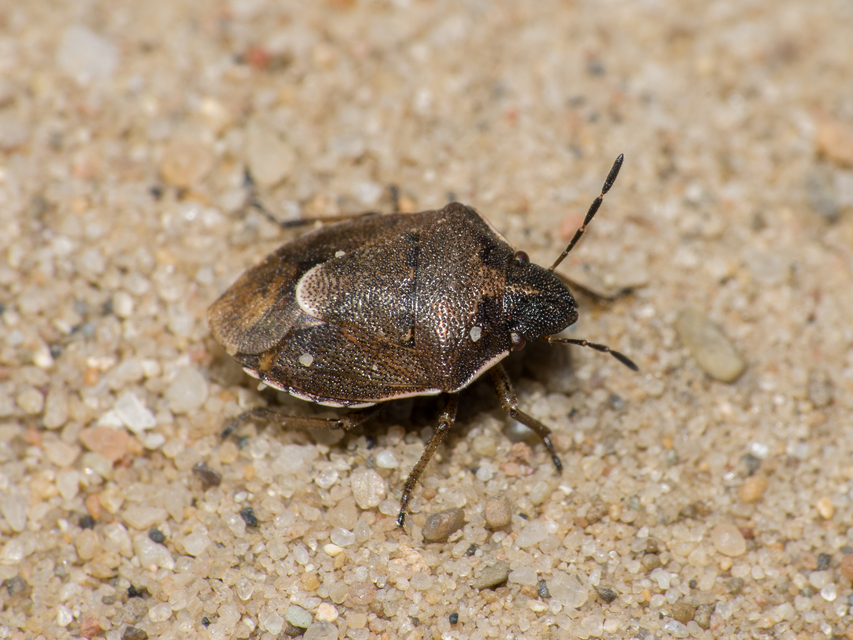 Rubiconia intermedia - bronzos címerespoloska Rubiconia intermedia - bronzos címerespoloska