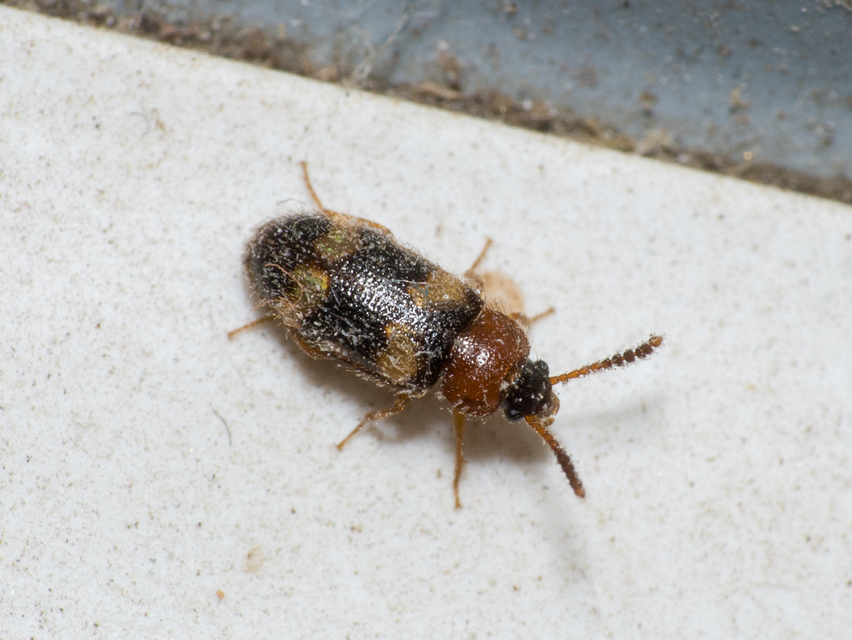 Mycetophagus fulvicollis - sárganyakú gombabogár