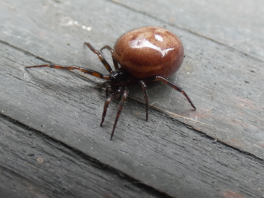 Steatoda bipunctata - kétpettyes faggyúpók