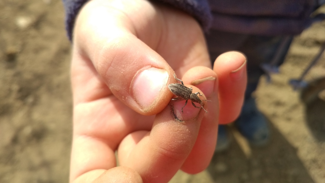 Tanymecus palliatus - közönséges hegyesfarúbarkó