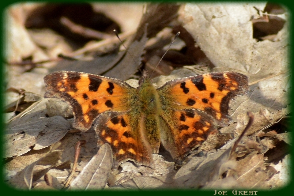 Nymphalis c-album - C-betűs lepke