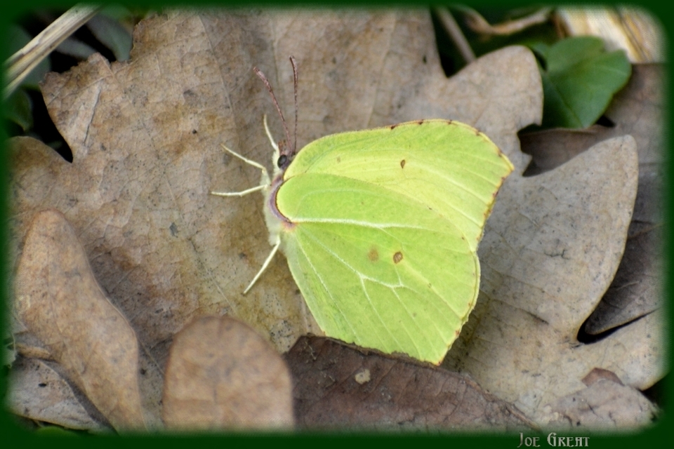 Gonepteryx rhamni - citromlepke