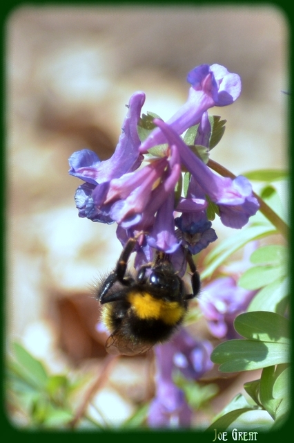 Hymenoptera - Hártyásszárnyúak