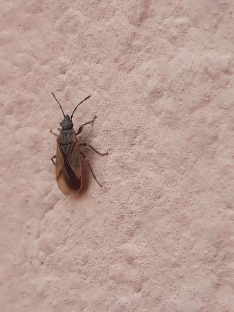 Arocatus longiceps - platánbodobács
