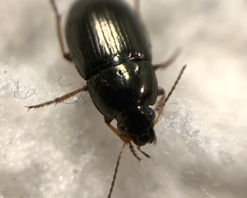 Amara anthobia - réti közfutó Amara anthobia - réti közfutó