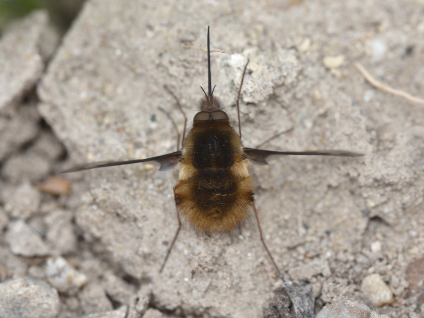 Bombylius major - szegélyes pöszörlégy