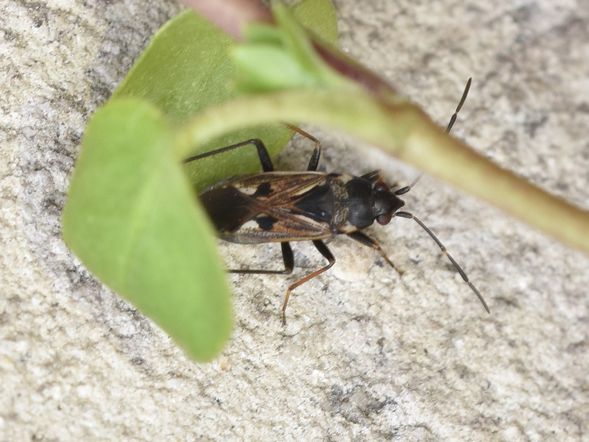 Rhyparochromus vulgaris - közönséges díszesbodobács