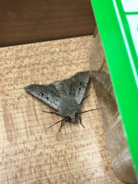 Conistra rubiginosa - szürke télibagoly