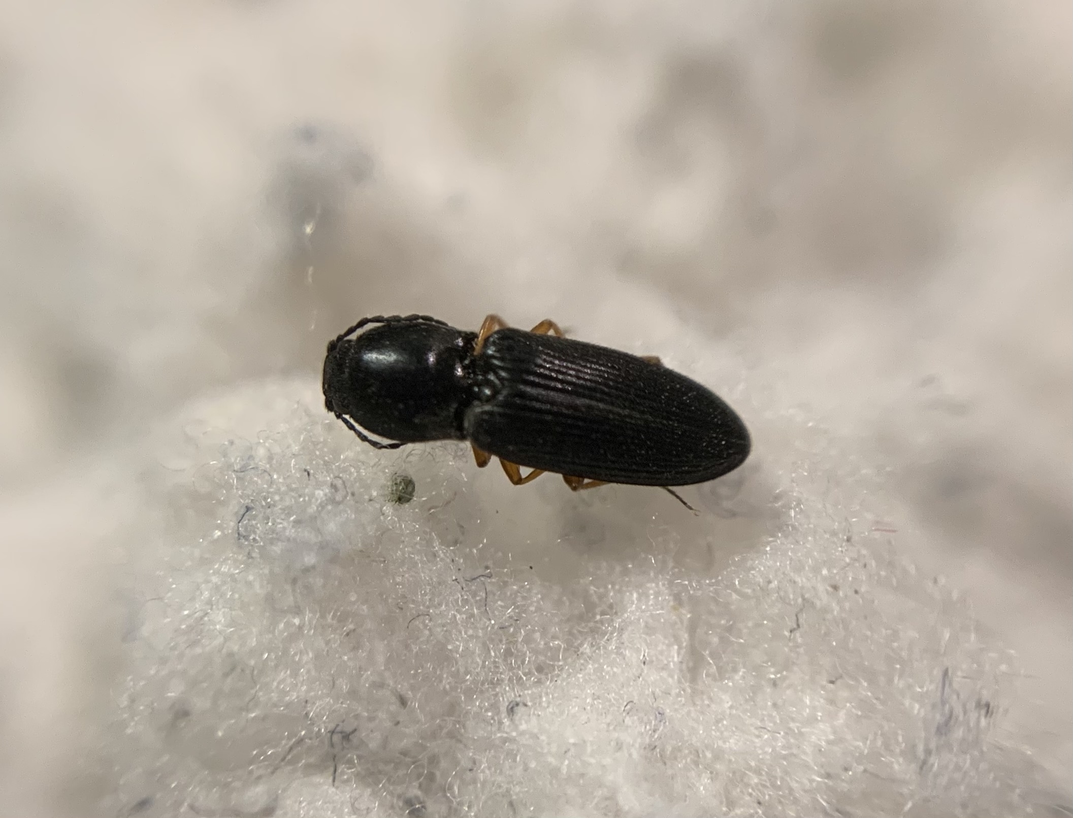 Cardiophorus vestigialis - vöröslábú szívespattanó