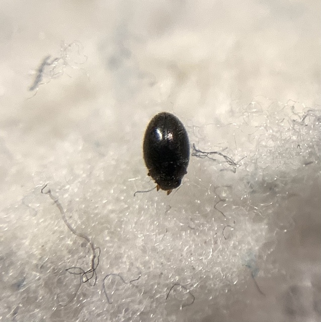 Stethorus pusillus - atkász bödice