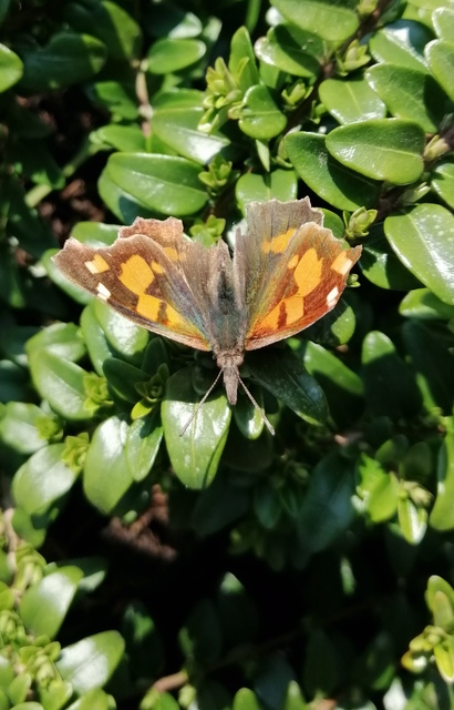 Libythea celtis - csőröslepke