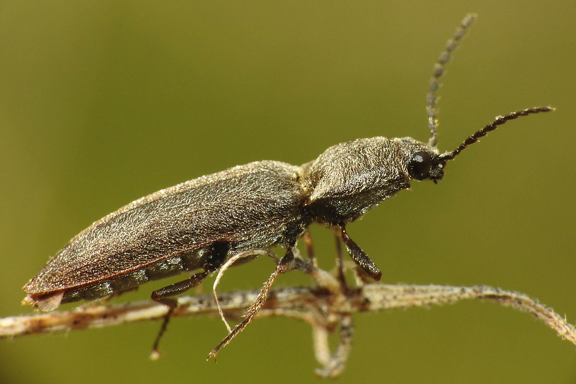 Cidnopus ruzenae - fémfekete pattanó
