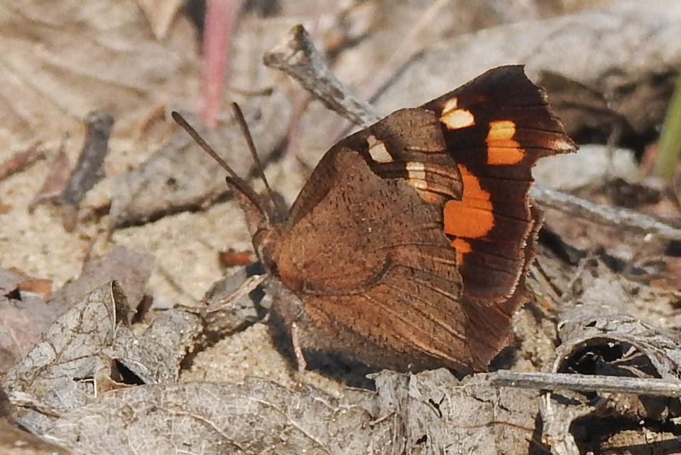 Libythea celtis - csőröslepke