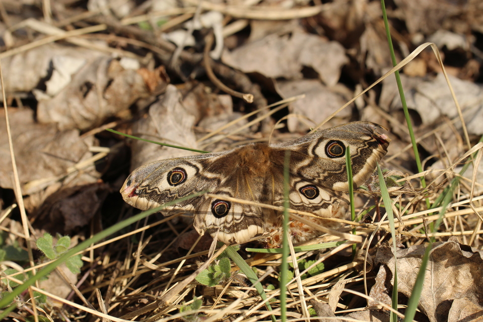 Saturnia pavoniella/pavonia