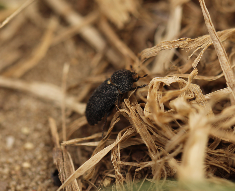 Dermestes laniarius - gyászos porva