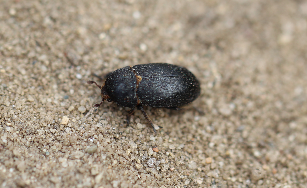 Dermestes laniarius - gyászos porva